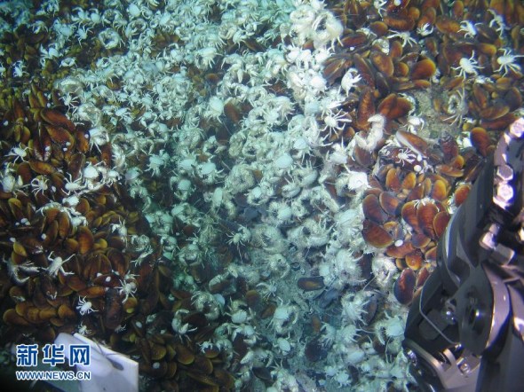 High-definition video images acquired by Chinese submersible Jiaolong show brown mussels dotting the area around the cold vent some 1,500 meters under water during its manned dive mission in the South China Sea, scientists said Tuesday.(Xinhua Photo)