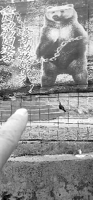 The brown bear at Kaiyang Animal Zoo in Henan province's Xinmi city killed its keeper.