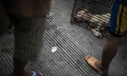 A dog for sale lies in a cage in Yulin, Guangxi Zhuang Autonomous Region, on June 21, locally known as Dog Meat Day. Photo: Li Hao/GT