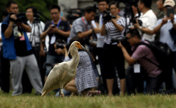 Photographers focus on a crested ibis before forestry officials release 32 of the endangered birds into the wild in Tongchuan, Shaanxi province, on Wednesday.