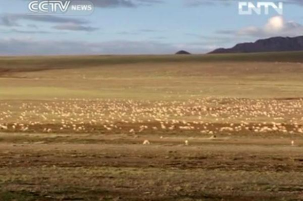 Every summer Tibetan antelopes migrate thousands of kilometres to their calving grounds to give birth. (Photo: CNTV)