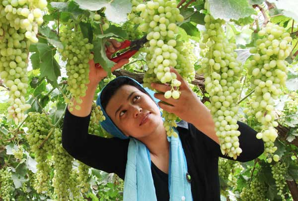 Shanshan county in the Xinjiang Uygur autonomous region is famous for its grapes. This year's sales are likely to be affected due to a recent terrorist attack in the county. liu jian / For China Daily