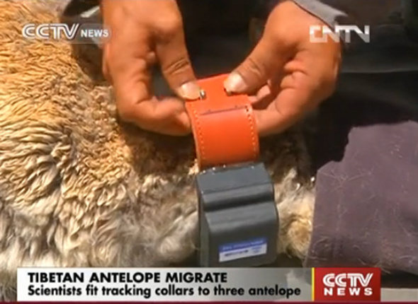 Scientists fit a tracking collar to a Tibetan antelope, in the Qiangtang Nature Reserve on the Tibetan Plateau. (Video snapshot from CCTV) 