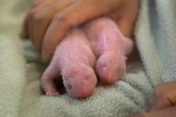 The twin panda cubs, which weigh 145 and 99 grams, will grow their black and white coats in about a week.Provided to China Daily 