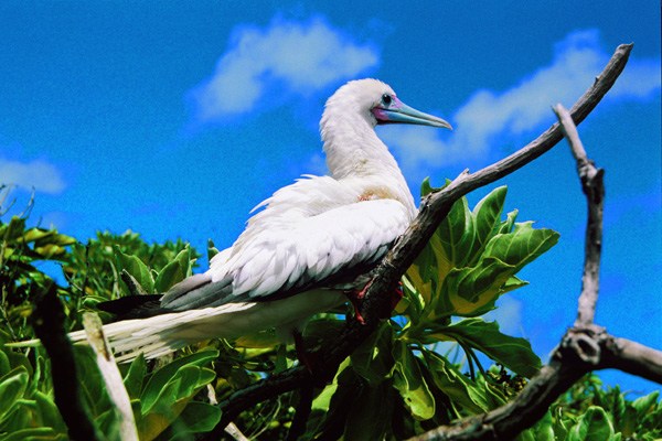 Sansha East Island is the habitat of the booby seabird.