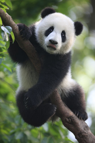 Giant panda Chengshuang plays in a tree at the Chengdu Research Base of Giant Panda Breeding in Southwest China's Sichuan province, May 7, 2013. Chengshuang was born in 2012. [Photo/Asianewsphoto]