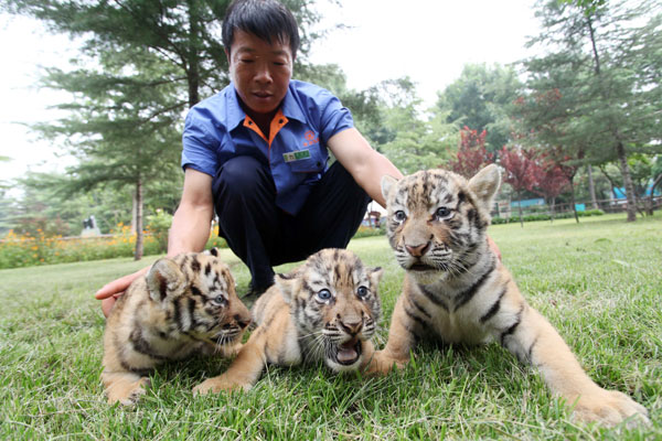 A zookeeper at Weifang Jinbaole Park plays with three baby tigers in Weifang, Shandong province, on Monday. China and other countries have been making a greater effort to protect tigers and other endangered species, including plans to build ecological corridors and combat illegal wildlife trade. [Zhang Chi / for China Daily]
