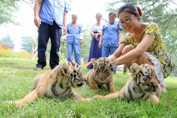 A visitor at Weifang Jinbaole Park plays with three baby tigers in Weifang, Shandong province, on Monday. [Zhang Chi / for China Daily]
