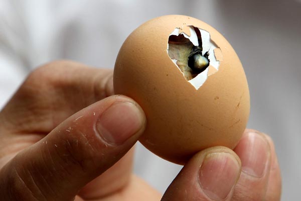 An egg is displayed after it hatched in high temperatures in Zhengzhou, Henan province, on Aug 1.Provided to China Daily