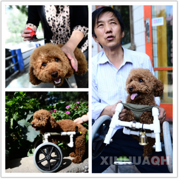 A two-legged poodle in Xining in northwest China's Qinghai Province has become a hit on the Web after its owner invented a wheelchair for the dog to help it walk again. (Photo/Xinhua Qinghai)