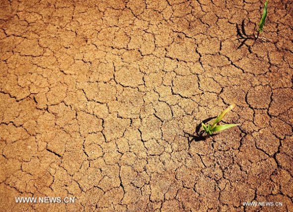 Photo taken on Aug. 7, 2013 shows the dried-up pond in Suixian County, central China's Hubei Province. A drought is continuing to linger in the province. (Xinhua/Xiao Yijiu)