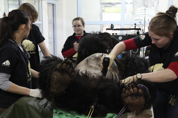 Veterinarians and nurses from Animals Asia Foundation perform a health check on an Asian black bear at the Sichuan Longqiao Moon Bear Sanctuary in Chengdu, Sichuan province, on April 27, 2010. Bears suffer various illnesses after their bile is extracted. More efforts are being made to prohibit selling bear bile products. [Photo by Zhang Yushu for China Daily]