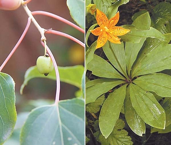 Left: Actinidia kolomikta (a kind of kiwi) Right: Lilium tsingtauense Gilg (a kind of lily) Provided to China Daily