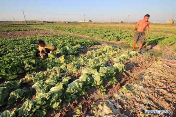 Vegetable growers are seen in a dried-up field in Shaoxing City, east China's Zhejiang Province, Aug. 12, 2013. The highest temperature in Shaoxing reached over 40 degrees Celsius for consecutive days. (Xinhua/Li Ruichang)