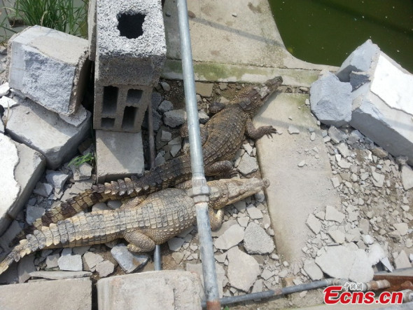 Two Nile crocodiles measuring about two meters long sit atop rubble after part of a crocodile farm in Xuzhou, Jiangsu Province was forcefully demolished on July 30. Photo: Yangtze Evening Post