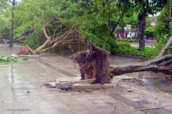 Trees are uprooted by strong wind in Yangchun of Yangjiang City, south China's Guangdong Province, Aug. 14, 2013. Typhoon Utor, the 11th typhoon hitting China this year, landed at 3:50 p.m. in a township in Yangxi county in the city of Yangjiang in western Guangdong, packing strong winds of 151.2 km per hour at the storm center. (Xinhua/Lan Jun)