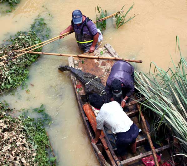 Government workers catch a crocodile that escaped from a farm damaged by flooding in Shantou, Guangdong. Yang Lixuan for China Daily