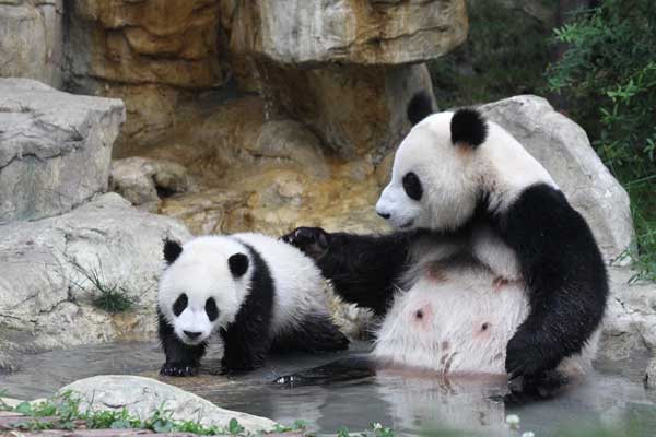 Pandas frolic at the Chengdu Research Base of Giant Panda Breeding in Sichuan province. Zhu Xingxin / China Daily