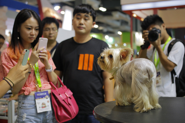 A Yorkshire Terrier is the focus of attention during the Pet Fair Asia 2013 exhibition in Shanghai on Friday. The pet industry is growing rapidly. Gao Erqiang / China Daily