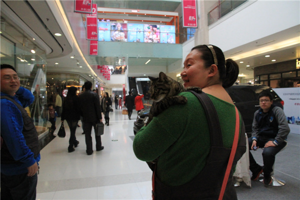 A proud owner displays her Chinese Li Hua at a cat show in Beijing. Provided to China Daily