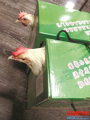 Chickens chill in gift boxes that were given to employees at a renovation company in Changsha, Hunan Province as Mid-Autumn Festival gifts. The festival is usually marked with the gifting of mooncakes; a traditional and heavy pastry. Photo: Sanxiang City Express 