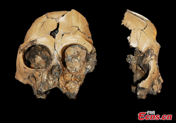 Fossils of hominid skulls, dating back to Late Miocene, about 6.2 to 6.1 million years ago, is discovered at Shuitangba of Zhaotong City in southwest China's Yunnan province, according to the information office of Yunnan provincial government on September 5, 2013. [Photo/CNS]