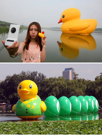 Dutch artist Florentijn Hofman's Rubber Duck (top) makes its mainland debut in Beijing's Garden Expo Park on Friday, but a copycat floating on the city's Yuyuantan Park already greeted visitors a day earlier. Photos by Wang Jing / China Daily and Ji Lu / for China Daily