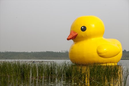 Rubber Duck on Friday, before its nose was repaired.Photo: Li Hao/GT