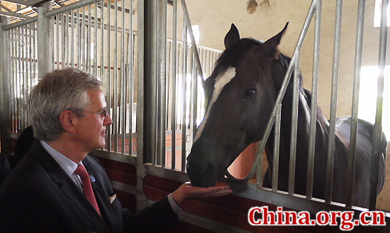 Flemish Minister-President Kris Peeters feeds a Belgian Warmblood horse named Vamiro in the Equuleus International Riding Club in Beijing on Sept. 9, 2013. [Photo by Xu Lin / China.org.cn]