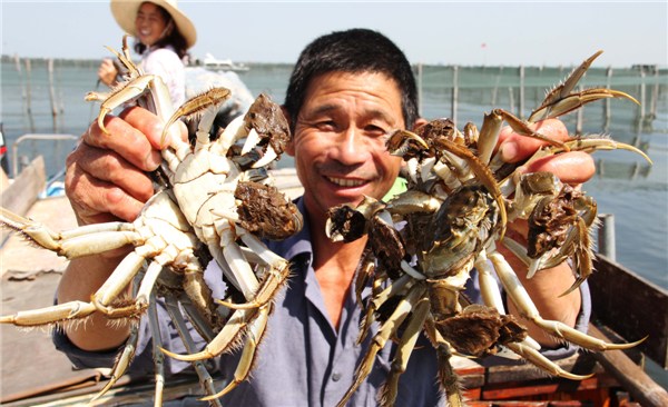 A farmer harvests his first pail of crabs this fall from Yangcheng Lake in Jiangsu province on Tuesday. Though orders have dwindled, the price of the delicacy continues to rise. Zhu Guigen / for China Daily