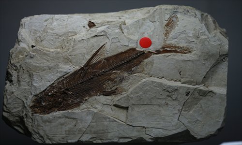 Cui's collection includes a fossil of Xenocypris, a fish that lived 5.3 to 1.8 million years ago. Photo: Courtesy of Cui Shicheng