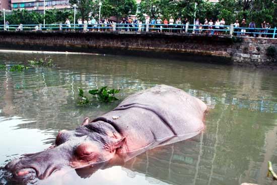 Typhoon Usagi may have been destructive, but it wasn't bad for everyone. A hippo in Shantou Zoo on the coast of Guangdong saw its chance to escape, and grabbed it.