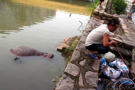 Typhoon Usagi may have been destructive, but it wasn't bad for everyone. A hippo in Shantou Zoo on the coast of Guangdong saw its chance to escape, and grabbed it.