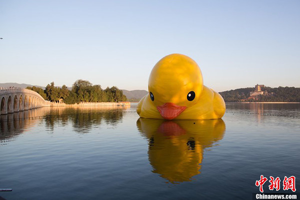 The 18-meter giant rubber duck leans forward due to air leakage during its debut at Summer Palace, Sept 26, 2013. (Photo/CFP)