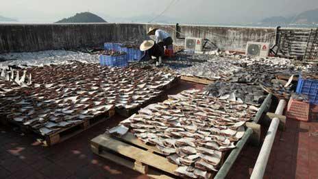 Images of tens of thousands of shark fins drying on a Hong Kong factory roof caused controversy in January.