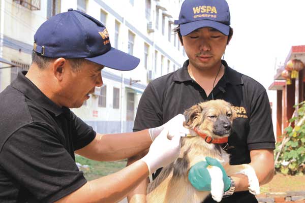 Staff members with the World Society for the Protection of Animals give a rabies vaccination to a dog. [Provided by WSPA to China Daily ]