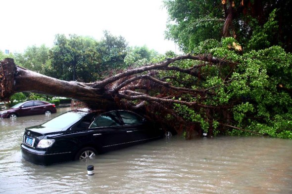 A car is hit by a fallen tree in Ruian City, east China's Zhejiang Province, Oct. 7, 2013. Typhoon Fitow has affected over 3 million people in eight cities of Zhejiang, causing direct economic damage of 2.28 billion yuan (about 160 million U.S.dollars). (Xinhua/Zhuang Yingchang)