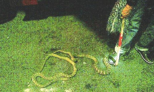 A man stands next to two Chinese rat snakes removed from a Chongqing coach bus that was heading to Shenzhen on October 6. Highway police at toll station of Jianli county, Hubei Province discovered more than 300 snakes and 10 badgers hidden among baggage on a bus carrying 27 passengers. Photo: Chutian Metropolis Daily