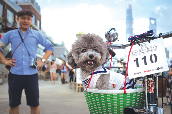 A pet dog joins the ride with its owner.Photos by Gao Erqiang / China Daily