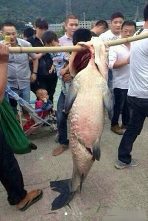 Two villagers carry a gigantic carp caught at Changtan reservoir in Taizhou, Zhejiang Province after workers discharged excess water to ease the possible impact of Typhoon Fitow on October 5. Photo: chinanews.com