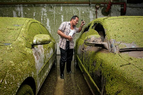 A motorist, surnamed Yao, checks his duckweed-covered vehicle in an underground car park in Jiading District yesterday. Drivers are seeking flood compensation. (Sun Zhan) 