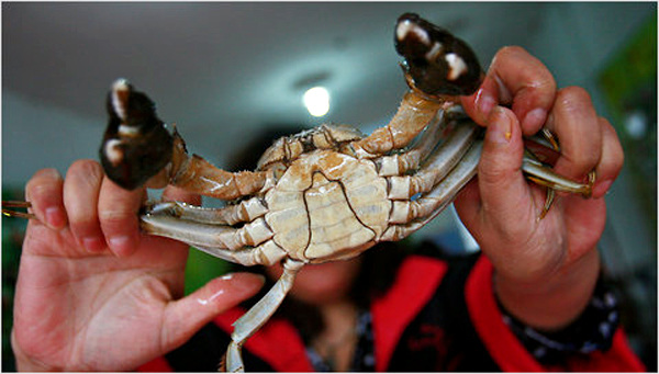 Yangcheng Lake crabs, a luxury delicacy that is bred in East China. [File photo]
