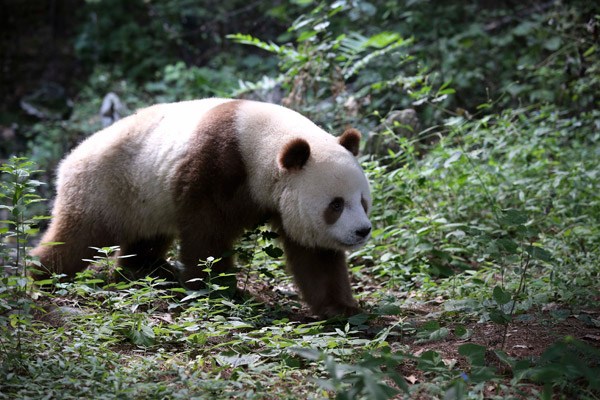 Brown is unique - Headlines, features, photo and videos from ecns.cn|china|news|chinanews|ecns|cns