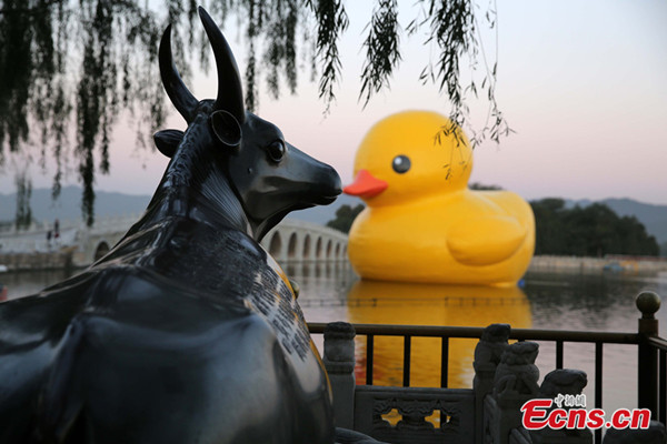 Photo taken on September 26, 2013 shows Dutch artist Florentijn Hofman's giant rubber duck at the Summer Palace in Beijing. [Photo: China News Service / Han Haidan]