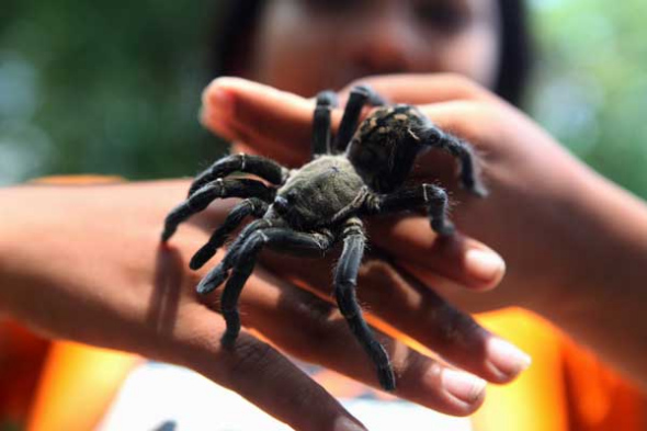 A Cambodian girl holds a tarantula shortly after it was dug from the ground in Skuon, Kampong Cham Province, Cambodia. The trade for spiders and other insects as food and for medicinal purposes has been in effect since the 1970s in Cambodia. Tim Whitby / For China Daily