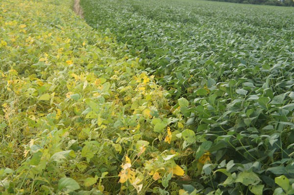 Second generation GM beans (right) suffer less damage from pests compared with the first generation (left). Provided to China Daily
