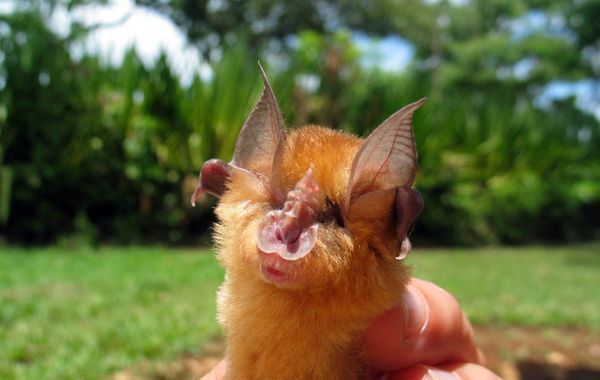 A horseshoe bat. [File photo]