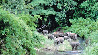 A herd of wild elephants in the Xishuangbanna National Natural ProtectionArea. Zhang Guoying / Provided to China Daily