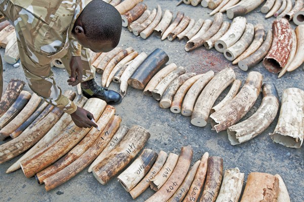 A Kenya Wildlife Service ranger inspects and numbers a confiscated ivory consignment at the Mombasa Port on Oct 8. The Kenya Ports Authority intercepted a container with illegal ivory packed between bags of sesame seeds. [Ivan Lieman / Agence France-Presse]