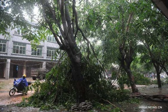 A man rides past a tree brought down by strong wind as Typhoon Haiyan approaches Qionghai City, south China's Hainan Province, Nov. 10, 2013. Haiyan, the 30th and strongest typhoon to hit China this year, is bringing downpours and strong wind to the Hainan. (Xinhua/Meng Zhongde)